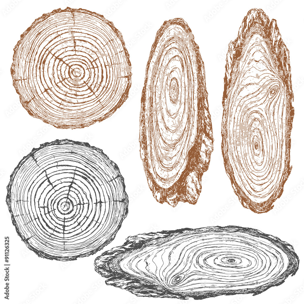 Wood texture of trunk tree sketch