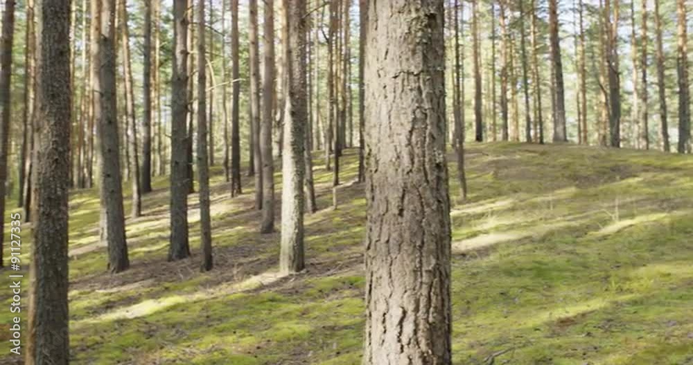 pine forest in warm summer day, pan movement pine forest in warm summer day, pan movement