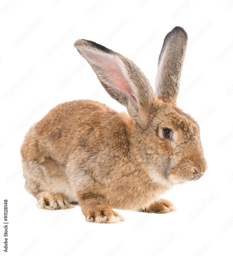 Breeding adult rabbits Breeding adult rabbits