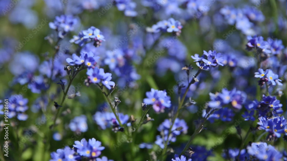 Forget-me-not flowers. Natural summer background. Forget-me-not flowers. Natural summer background.