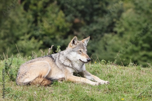 Wolf in the nature