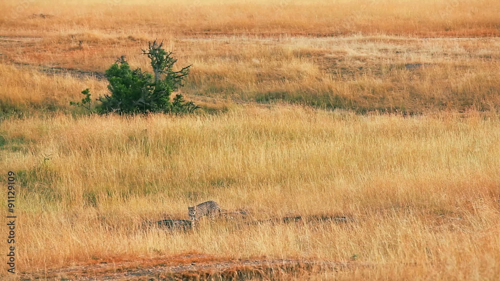 Male cheetah walking in grass and looking around in Masai Mara, Kenya
Male cheetah walking in grass and looking around in Masai Mara, Kenya