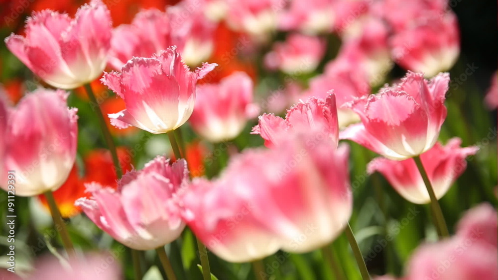 Natural background with different kinds of tulips. Spring footage with blossoming flowers on sunlight. Natural background with different kinds of tulips. Spring footage with blossoming flowers on sunlight.