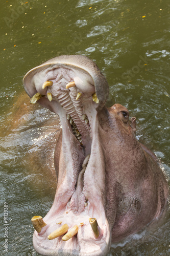 Hippopotamus showing huge jaw and teeth, Thailand
