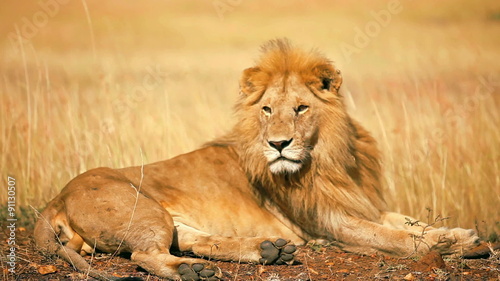 Male lion lying in the grass at sunset in Masai Mara, Kenya
