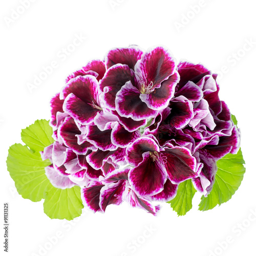 Fototapeta Naklejka Na Ścianę i Meble -  beautiful blooming bouquet of velvet purple geranium flower with