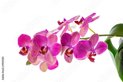 blooming branch of violet orchid with leaves  phalaenopsis is is