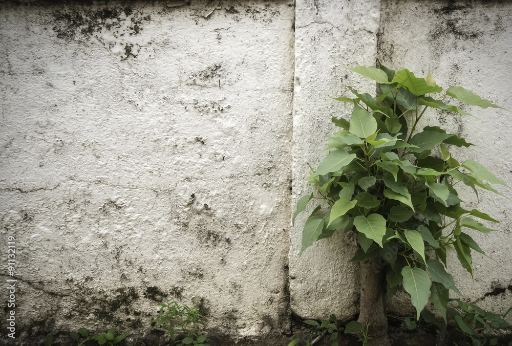 Naklejka premium wall background photography