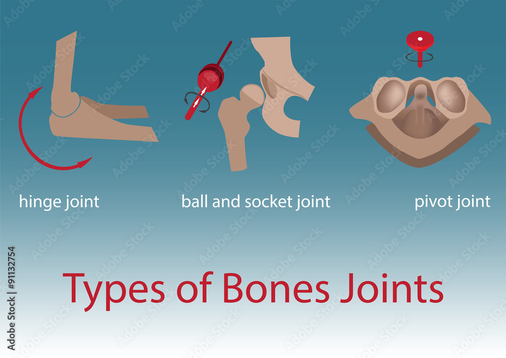 vector illustration. types of human bones joints anatomy. Stock Vector