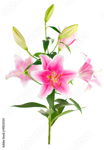 Bouquet graceful oriental lilies. isolated. A series of photos.