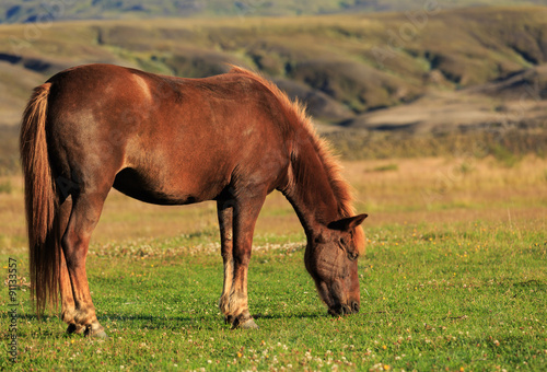 Icelandic horse in a meadow with mountains in the background.