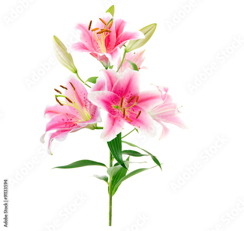 Bouquet graceful oriental lilies. isolated. A series of photos.