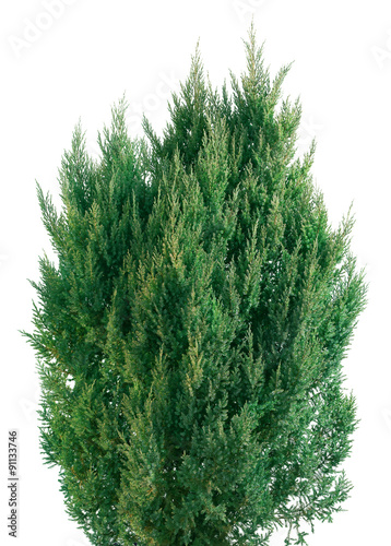 Juniperus chinensis Stricta photo