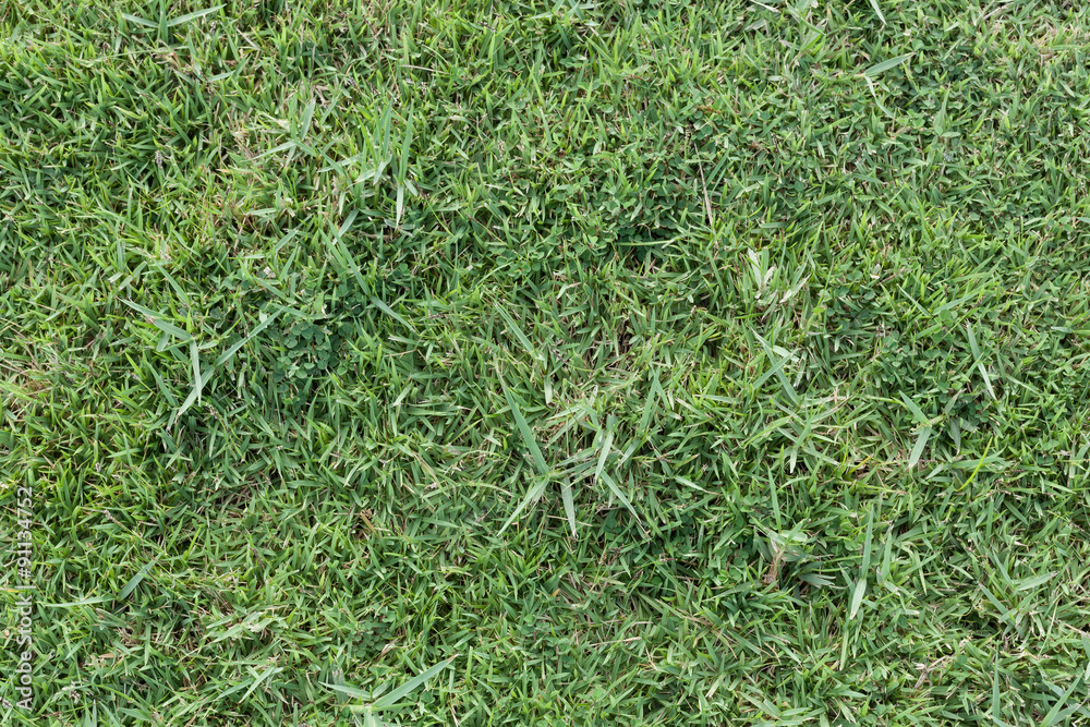 Green grass background