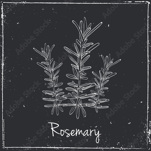 Rosemary Herbs and Spices.