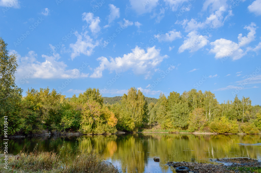 Fototapeta premium birch tree