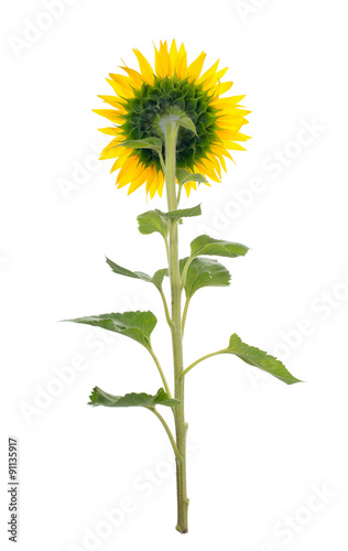 Sunflower isolated. A series of images of sunflowers.