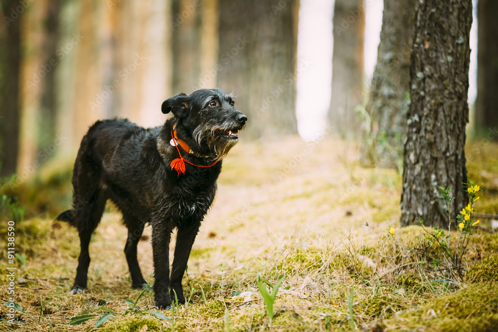 Small Size Black Hunting Dog in Summer Forest Small Size Black Hunting Dog in Summer Forest