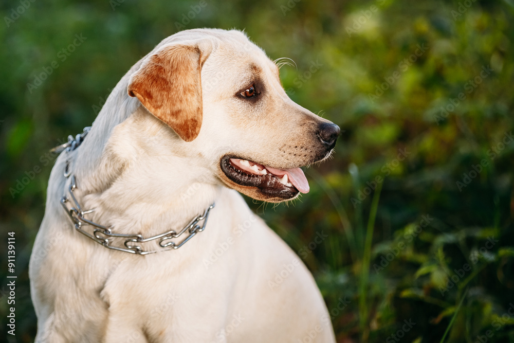 Funny White Labrador Retriever Dog Close Up Portrait On Green Gr