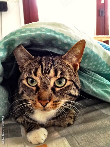 entspannte Katze