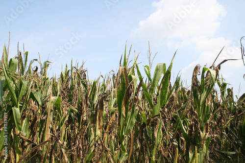 campo di mais danneggiato dalla grandine