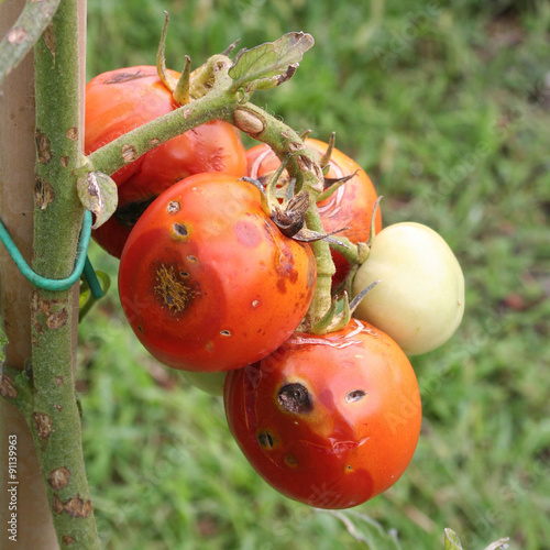 Peronospora del pomodoro_ fungo photo