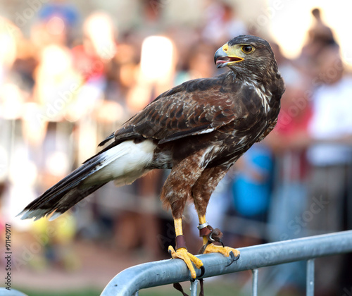 Hawk on a barrier