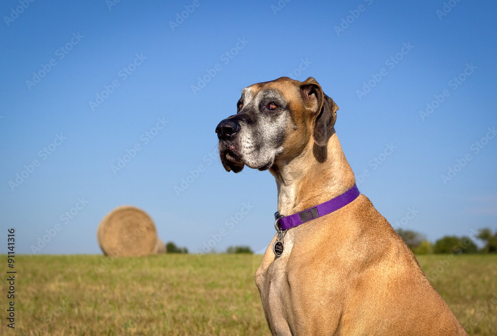 Great Dane in foreground of farmland with hay bale