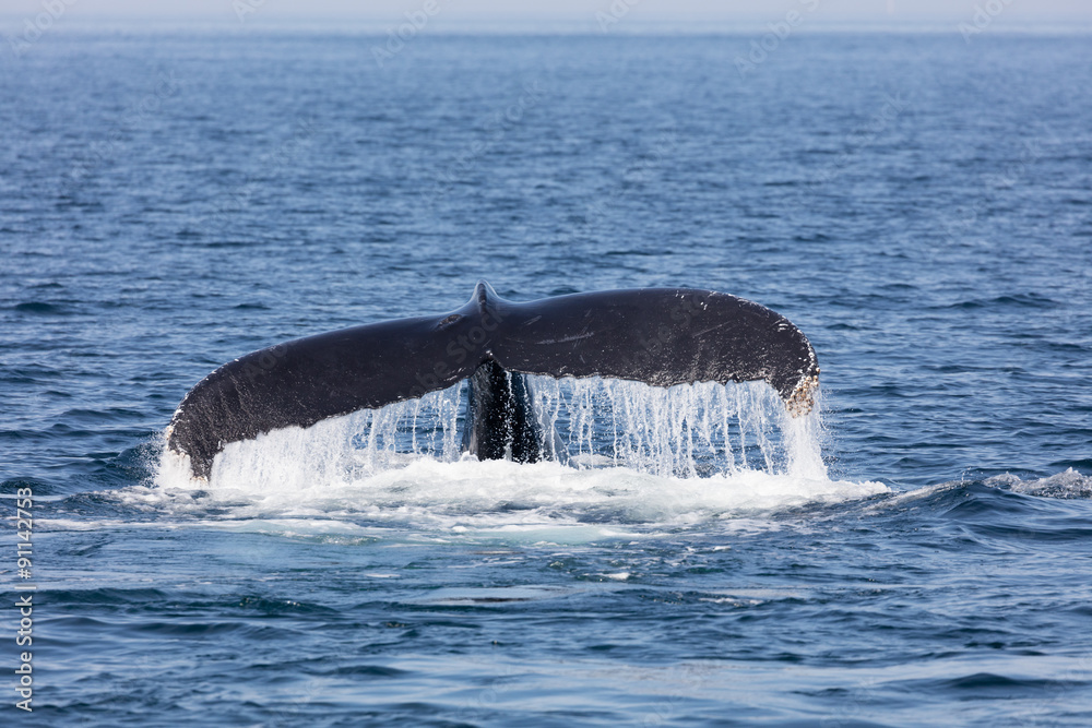Fototapeta premium Tail of Whale, Cape Cod