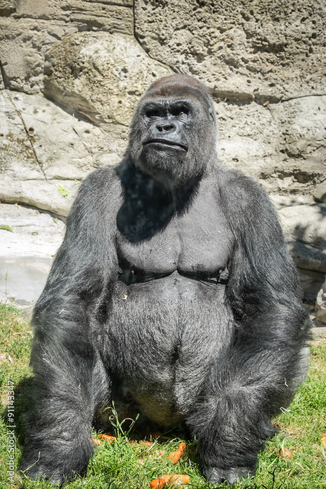 primer plano de un gorila espalda plateada masculino adulto
