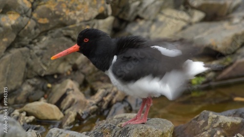 Austernfischer, Eurasian oystercatcher, Haematopus ostralegus