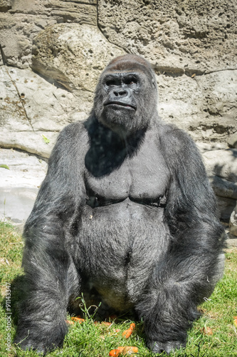 primer plano de un gorila espalda plateada masculino adulto   © luismicss