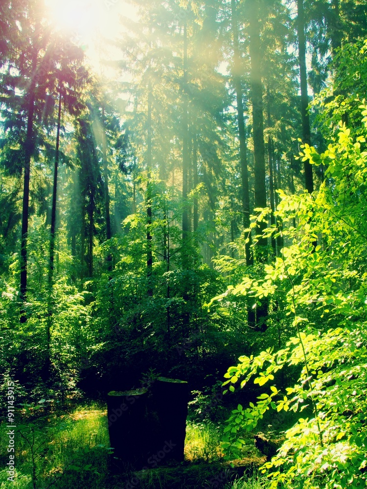 Fototapeta premium Spring sunset in deep green forest