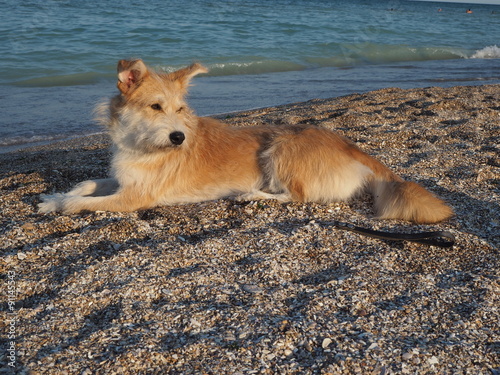Beige dog lying on beach near sea water and looking to a side © adinamnt