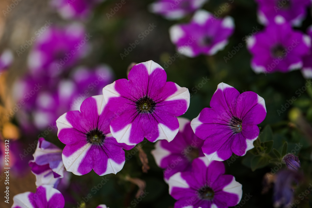 Blume Blume