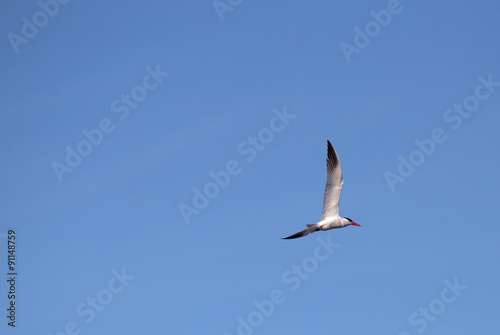 Caspian tern  Hydroprogne caspia  flying in front of a blue sky