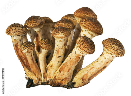 Armillaria mellea honey fungus mushrooms isolated on white background