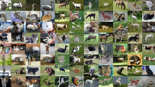 Slide show animals seamless loop video 4k UHD