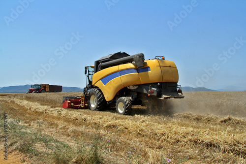 harvested wheat a summer day