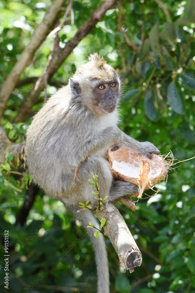 Fototapeta premium macaque en liberté à l'île maurice