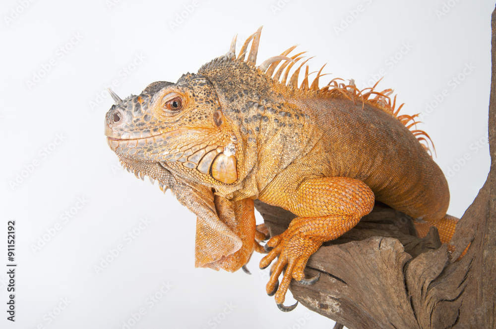 Fototapeta premium Common Iguana (red morph) close-up..