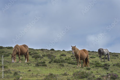 Caballos salvajes.