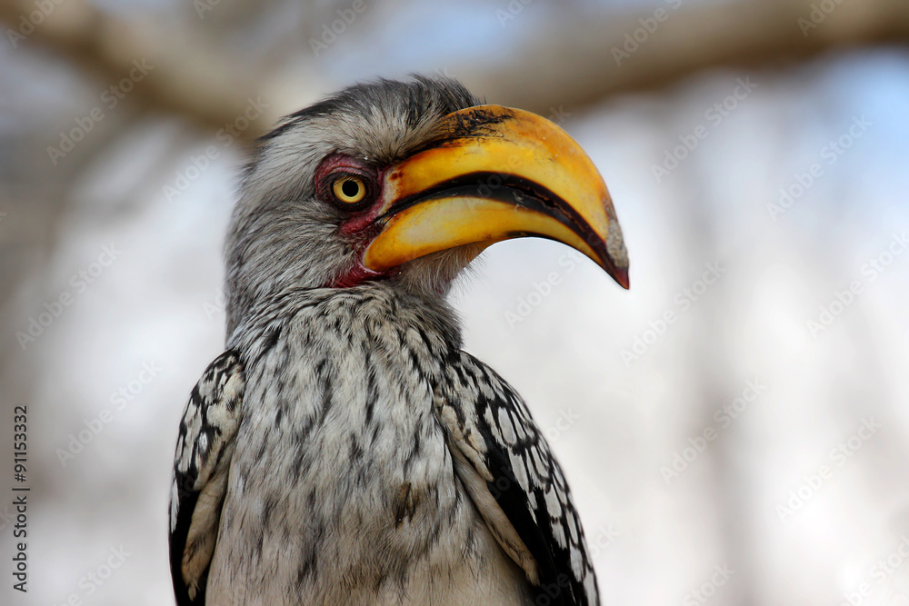 portrait of a Southern Yellow-billed Hornbill portrait of a Southern Yellow-billed Hornbill