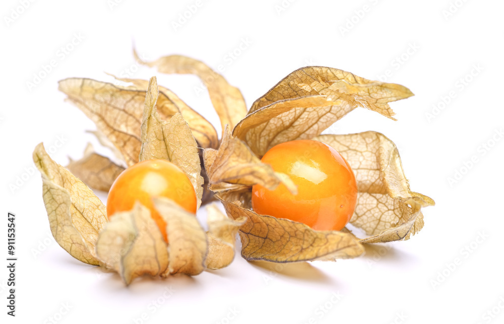 physalis physalis