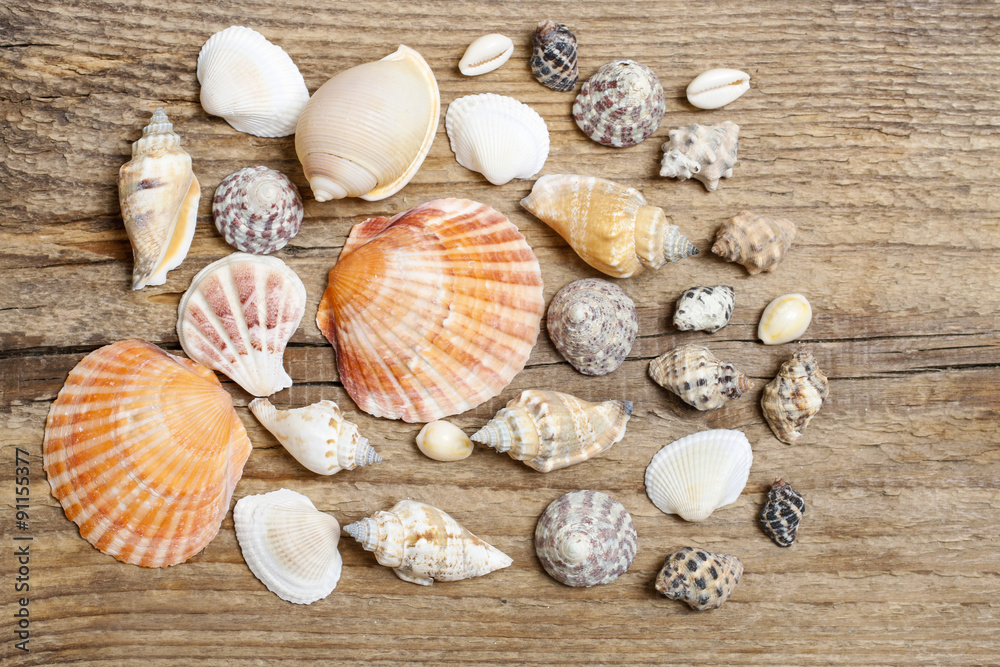 Seashells on a brown wooden background
