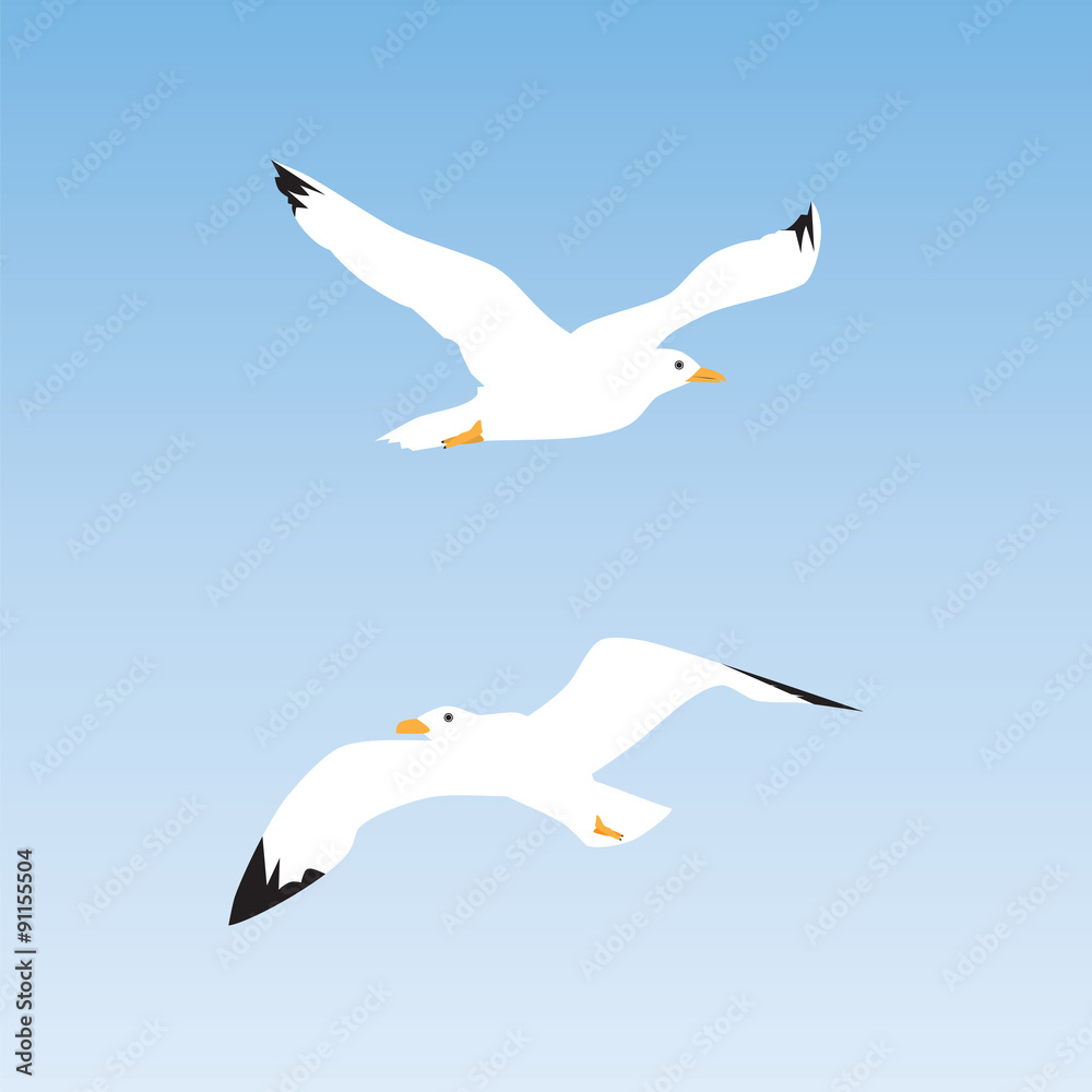 Fototapeta premium Seagull in the sky.