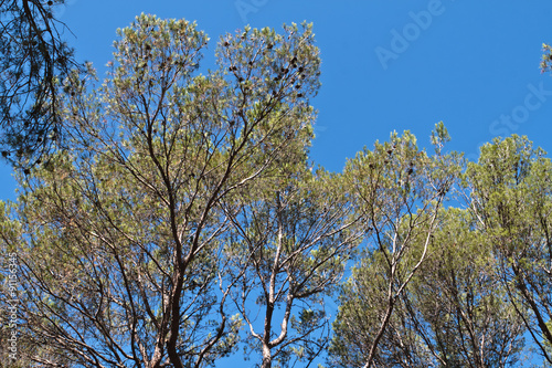 Montpellier (Hérault) - Parc du Lunaret photo