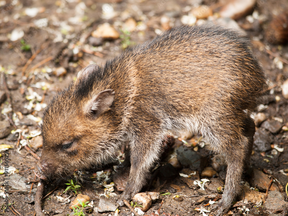 Baby of Collared peccary - Pecari tajacu Baby of Collared peccary - Pecari tajacu