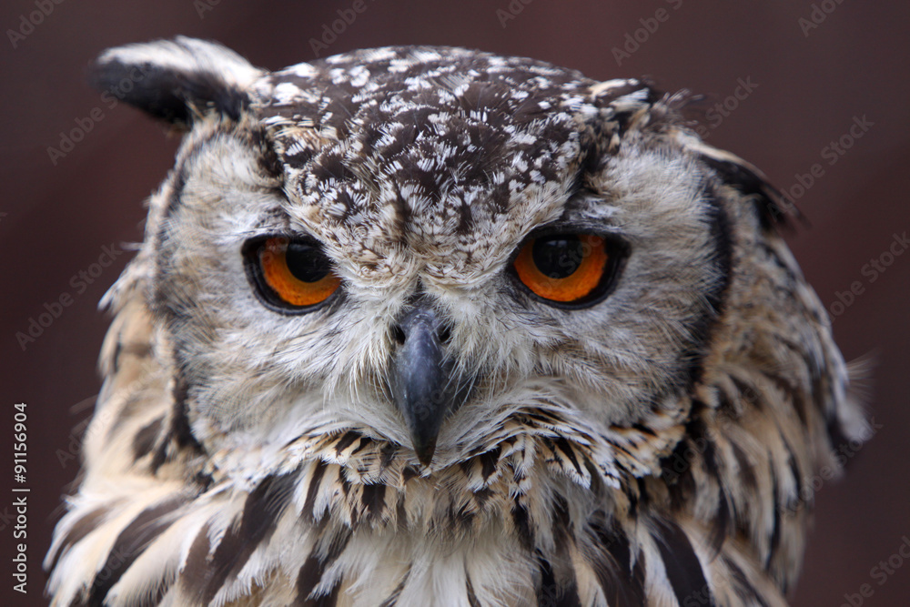 Fototapeta premium Bengalenuhu