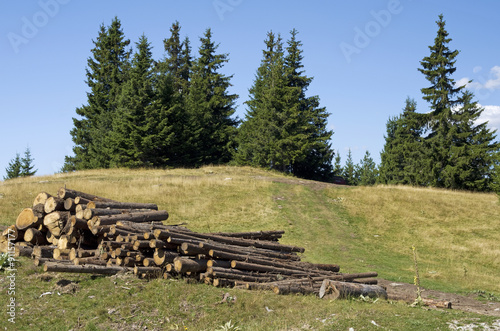 Pine logs in the mountains